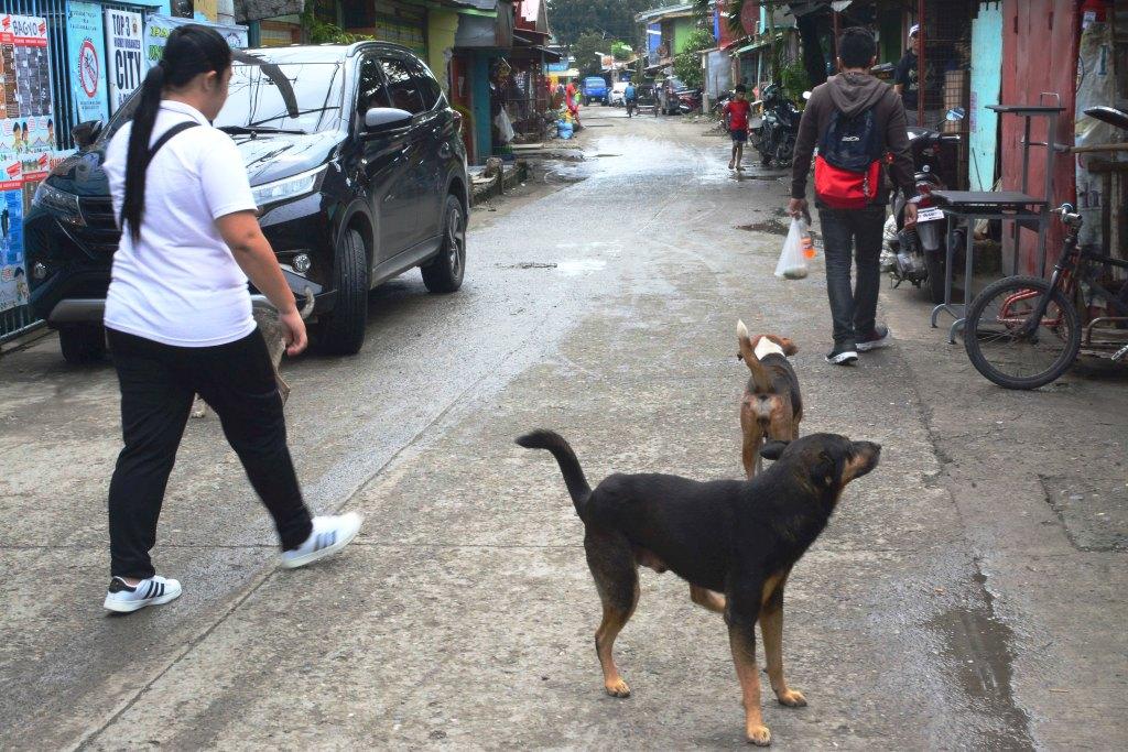 ‘Mercy killing’ for stray dogs