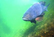 One of the giant groupers (Epinephelus lanceolatus), locally known as lapu-lapu, in a broodstock cage at Southeast Asian Fisheries Development Center’s Igang Marine Station. A study published in July 2019 debunked the long-held presumption that males of this hermaphrodite fish species only arise from females that sex change later in life. PHOTO BY RD DIANALA