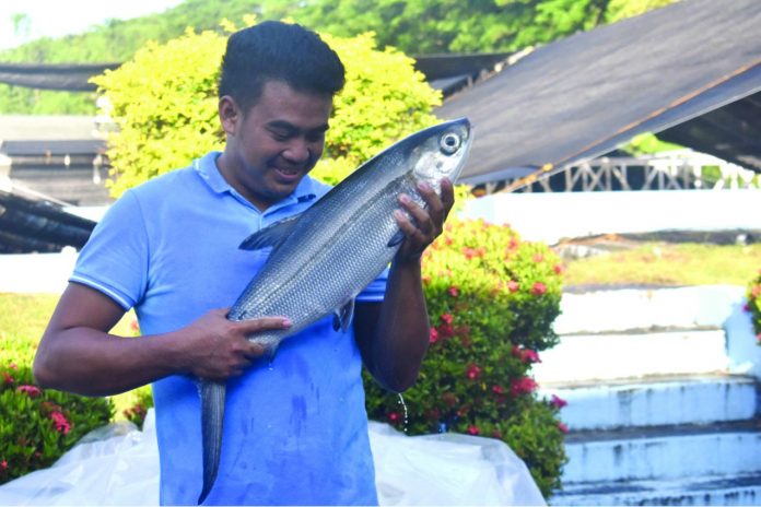 A milkfish sedated upon arrival at Southeast Asian Fisheries Development Center’s broodstock facility. Photo by Nikka Failaman