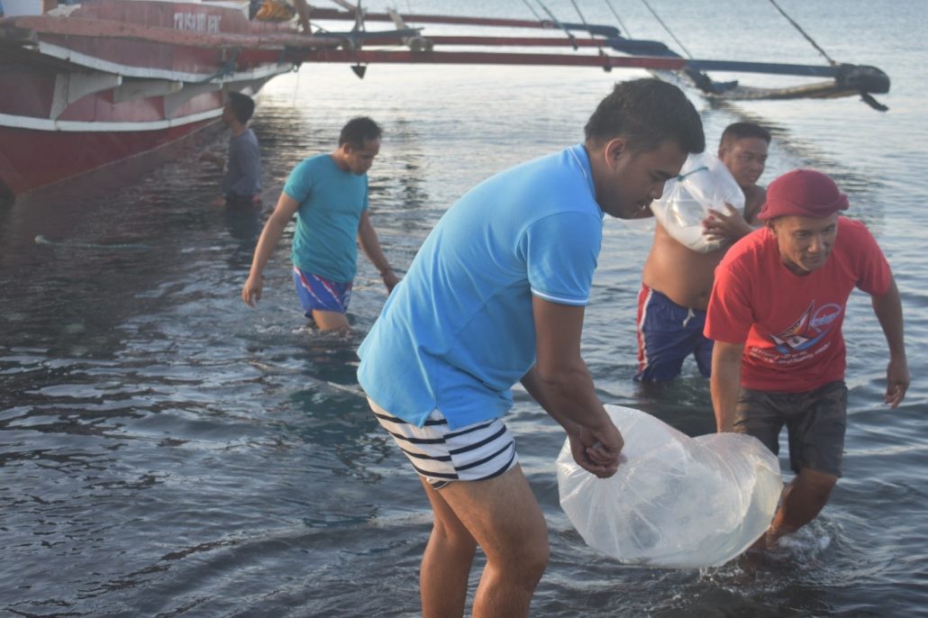 Large milkfish from Guimaras are individually transported in oxygenated plastic bags to Iloilo for conditioning at the Southeast Asian Fisheries Development Center to become milkfish breeders. Photo by Nikka Failaman