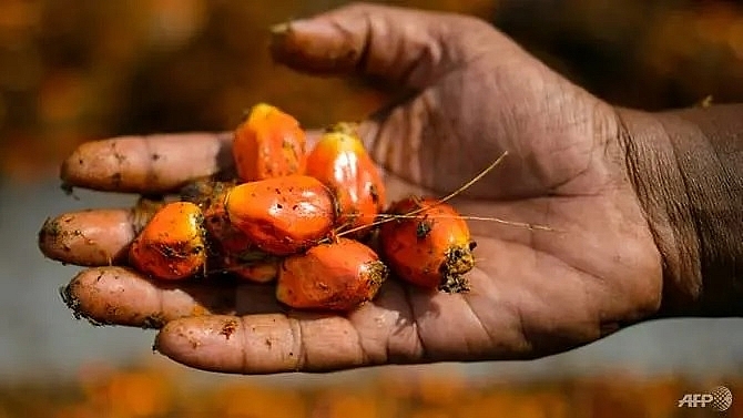 Indonesia has filed a World Trade Organization lawsuit against the European Union over plans to phase out palm oil-based biofuel for cars. AFP