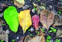 The talisay’s brilliant green leaves during the wet season turn into shades of yellow, orange and red before falling away from the tree during summer. Photo by Rex Dianala