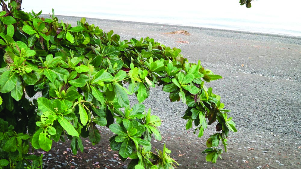 The talisay tree, also called Indian or tropical almond tree, is often planted as shade or ornamental trees in many Philippine coastal communities. Photo by Rex Dianala