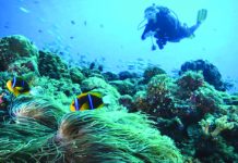 A diver among the corals in Palau. GLOBAL_PICS