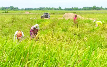 Bago City, the province’s top rice producer, yielding a total of 20 percent rice production, is scaling up its niche for organic farming.