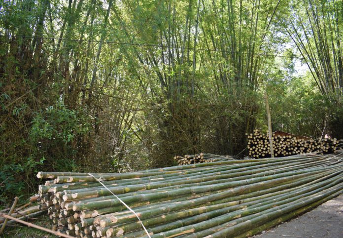 Department of Environment and Natural Resources targets a 13, 050-hectare land to be planted with bamboos in Panay Island pushing it towards becoming the country’s “Bamboo Capital.”