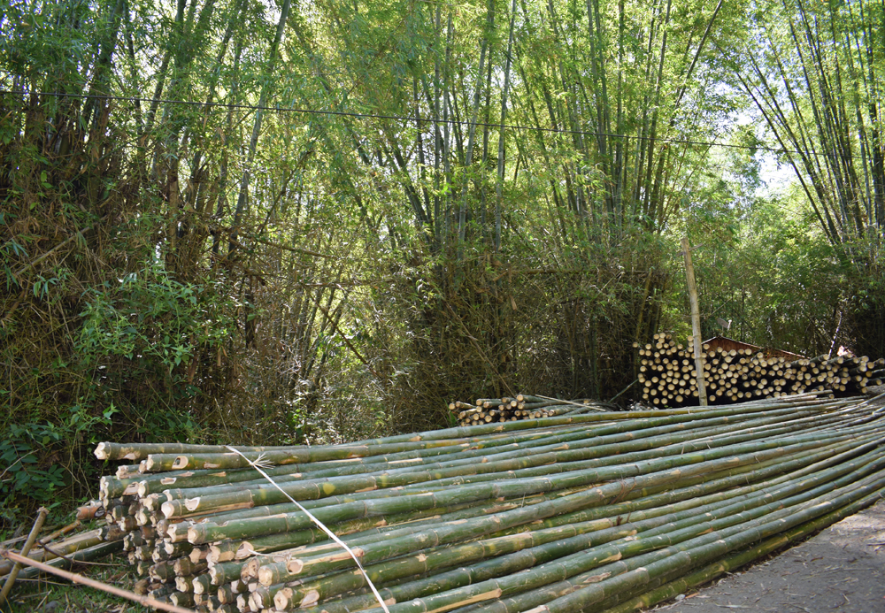 DENR Pushes For Panay As PH Bamboo Capital