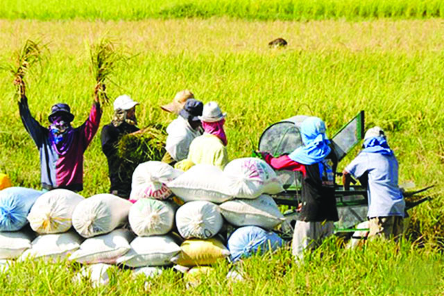 Department of Agriculture secretary William Dar expects more vibrant palay-buying and rice trading activities this year. UNTV