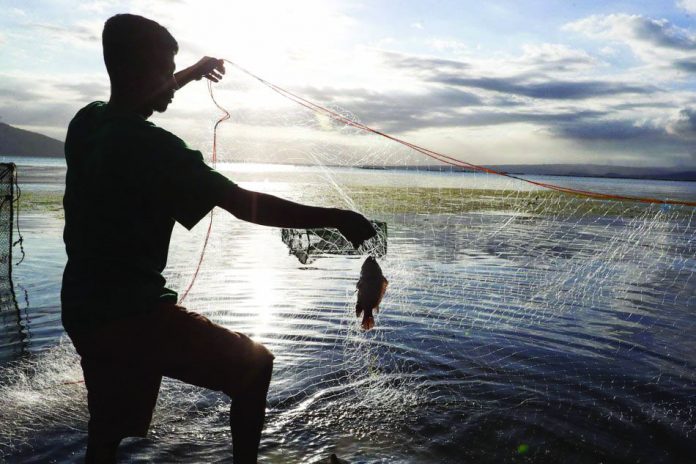 The fish kill for bangus has started with tilapia set to follow as increased sulfur chokes oxygen out of Taal Lake, says Agriculture secretary William Dar. ABS-CBN NEWS