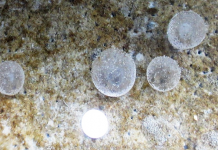 Jelly cocoons that contains the eggs of Marphysa iloiloensis at SEAFDEC/AQD’s Polychaete Hatchery in Tigbauan, Iloilo. Photo by MAE Mandario