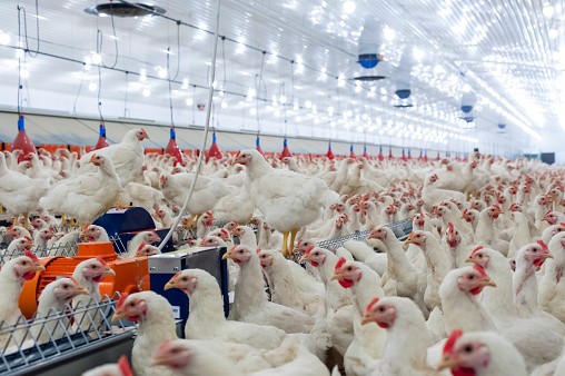 Under Memorandum Order 05, Series of 2020, the Philippines temporarily bans the importation of poultry products from Poland. GLOBAT MEAT NEWS