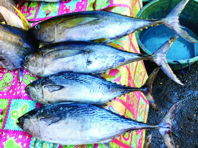 Freshly caught tuna being sold at a market in San Joaquin, Iloilo. The lower two are mackerel tuna which is the type that Southeast Asian Fisheries Development Center Aquaculture Department hopes to begin breeding this year in the Philippines. PHOTO COURTESY OF K MORI