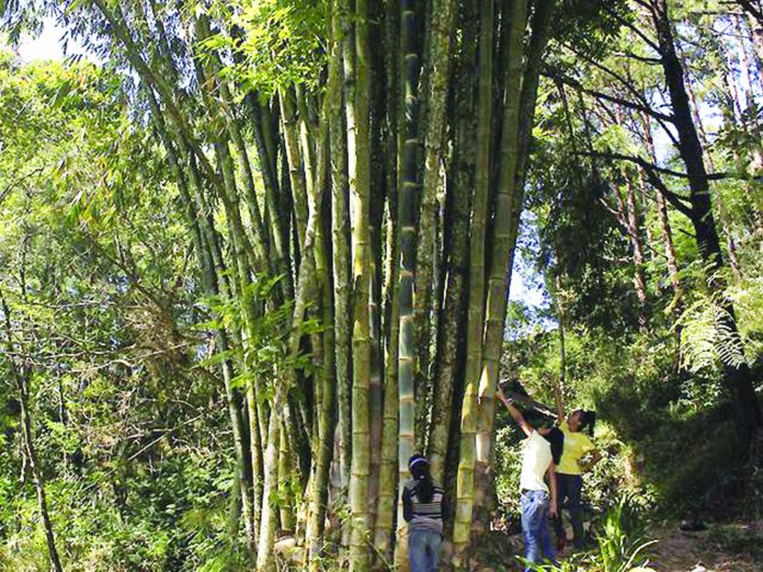 Largest land conversion will be in Western Visayas with 13,000 hectares of land eyed for bamboo plantation, says the Department of Trade and Industry. GMA NEWS