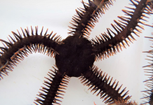 A red brittle star, Ophiocoma wendtii, is seen in this image released on January 2, 2020. REUTERS