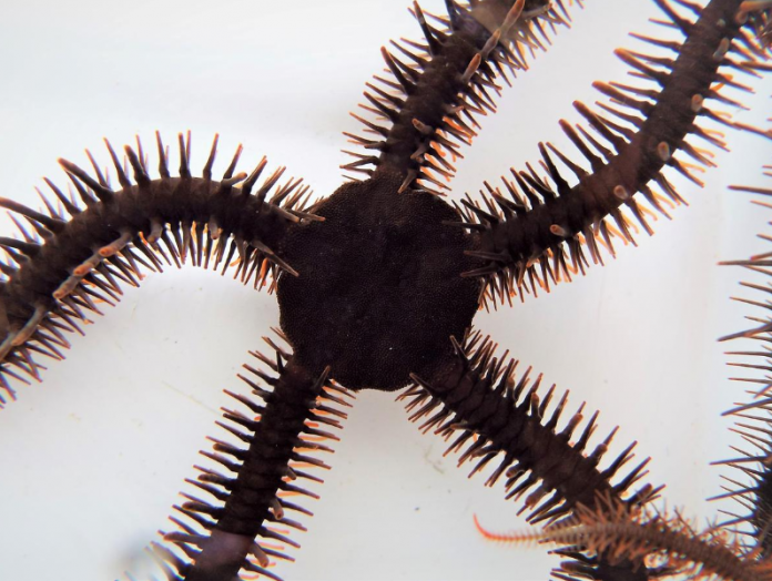 A red brittle star, Ophiocoma wendtii, is seen in this image released on January 2, 2020. REUTERS