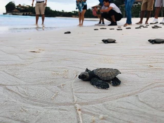 A hatchling of an Olive Ridley sea turtle makes its way into the ocean after emerging from its nest in Boracay Island, Malay, Aklan on Jan. 9. A total of 66 hatchlings were released into the ocean on Jan 10. PHOTOS FROM HARON DEO VARGAS