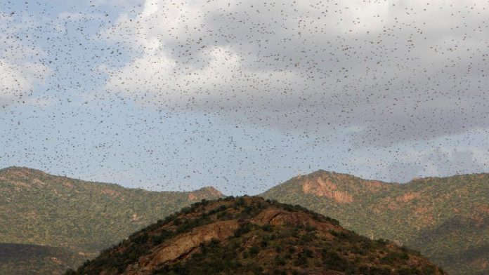 Swarms of locusts are seen almost covering the sky in East Africa. Countries in this African region, according to reports, have not faced a locust infestation this size in decades. REUTERS