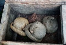 Authorities have rescued around 20 pangolins in Palawan’s El Nido town. DENR