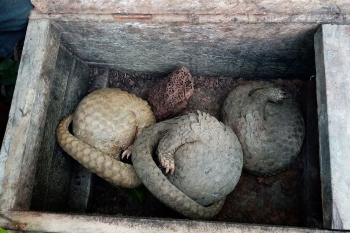 Authorities have rescued around 20 pangolins in Palawan’s El Nido town. DENR