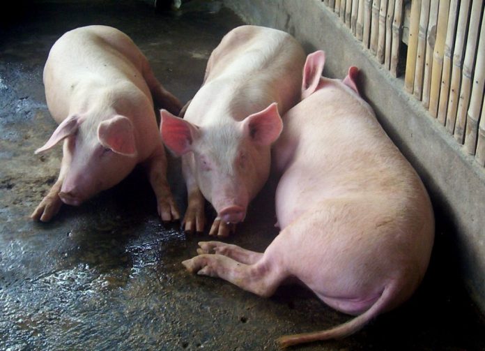 The African Swine Fever outbreak in Davao Occidental could have been caused by swill or food waste imported from ASF-hit Indonesia, authorities said Friday. EDGE DAVAO