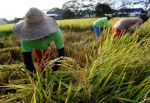 According to the federation’s study, the average retail price of regular milled rice (RMR) declined by P2.61 per kilo in 2019 from 2018, while the price for well-milled rice (WMR) went down by P1.99 per kilo. If the decline per kilogram of prices of RMR and WMR will be multiplied by rice consumption volume of 9.466 million metric tons, it will result in P34.16 billion savings or gains for rice consumers. MSN