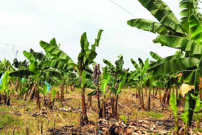 Of the dwindling banana industry, the organic farmer says crop shifting is not always a solution. Using tolerant or resistant varieties is “not always a good choice” because most of its produce is not acceptable in the market, he adds. ABS-CBN