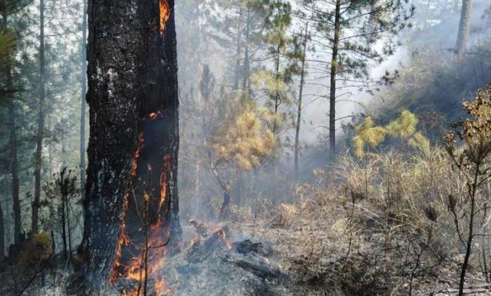 Almost 900 Hectares Of Natural Forest, Areas Destroyed In Benguet Blaze