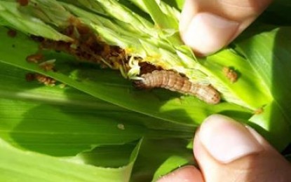 The Office of the Provincial Agriculturist of Aklan urges farmers to use Integrated Pest Management strategies, which include both chemical and cultural approaches, to counter the attacks of Fall Armyworm especially on corn crops in the province. PNA