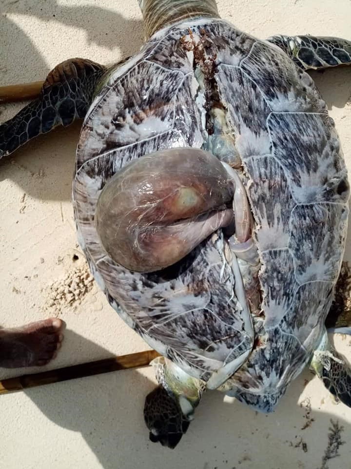 The carcass of  a female Green sea turtle evidently shows some discoloration and its carapace was split at the center, showing a detached organ. It was found at the back beach of Fairways and Bluewater Boracay. 