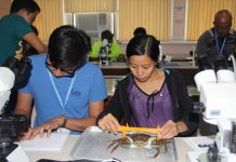 Trainees study the anatomy and physiology of mangrove crab as one of the practical activities of the training course “Mangrove Crab (Mud Crab) Hatchery Operations” held at SEAFDEC/AQD’s Tigbauan Main Station on Aug. 12-Sept. 2, 2019. Photo by SEAFDEC/AQD