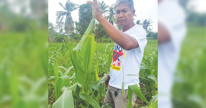 Farmer Nestor Cesar shows sweet corn leaves partly eaten by fall armyworms at his farm in Barangay Mobo, Kalibo Aklan. JUN AGUIRRE/PN