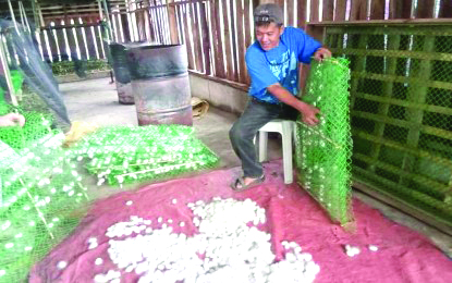 A candidate of the Champion Farmers Program from Barangay Legayada, Lambunao harvests the first cycle of his silk cocoon production on Feb. 17, 2020. ARIEL LASTICA/KAMILLAH LIBO-ON