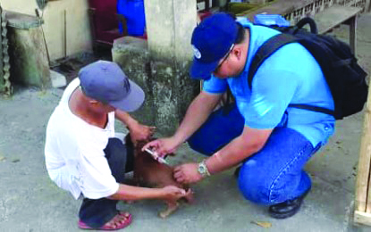 Provincial Veterinary Public Health Division head Dr. Marco Rafael Ardamil urges the local government units of this province to provide more funding in order to purchase more anti-rabies vaccines. There are 41, 033 dogs that need vaccination to make sure that remains rabies-free. PROVET-ANTIQUE