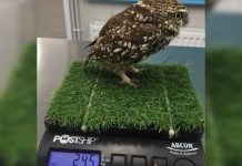 This owl is put on a “strict diet” to lose 20 to 30 grams. SUFFOLK OWL SANCTUARY