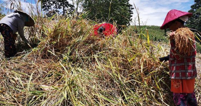 As the implementation of the Rice Tariffication Law will turn a year on Mar. 5, Agriculture secretary William Dar said the department has distributed 1.2 million bags of rice seeds to 709 municipalities so far. He added that 491,000 beneficiaries can use these for 619,000 hectares of field. GMA