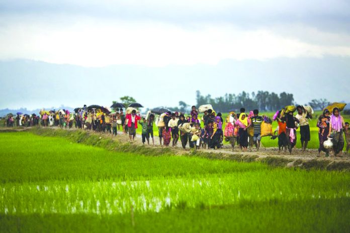 In this Sept. 1, 2017, file photo, members of Myanmar's Rohingya ethnic minority walk past rice fields after crossing the border into Bangladesh near Cox's Bazar's Teknaf area. AP