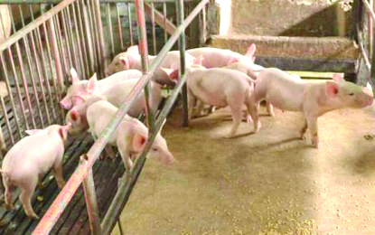 Figures of the Negros Occidental Provincial Veterinary Office reveal that for swine alone, there was an increase of 9.64 percent in the number of heads registered in six auction markets in the province. PNA BACOLOD