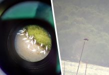 Center photo: Flock of Egret birds captured through the spotting scope (Left). An osprey seen from afar in Katunggan Park at Sito Panus-on, Nabitasan, Leganes. (Right)