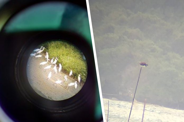 Center photo: Flock of Egret birds captured through the spotting scope (Left). An osprey seen from afar in Katunggan Park at Sito Panus-on, Nabitasan, Leganes. (Right)