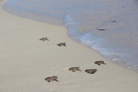 Hawksbill sea turtle hatchlings surprised tipsy drinkers