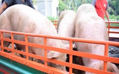 The Provincial Veterinary Office has noted an increase in the average live weight price of hogs this March. This is mainly due to the growing demand for hogs, not only from Negros Occidental, but also from neighboring provinces. PNA BACOLOD