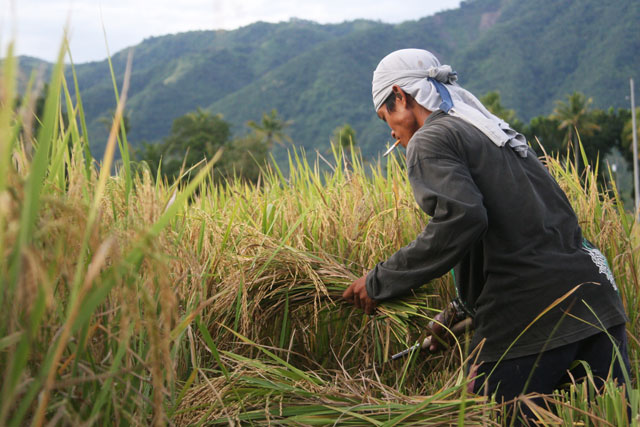 Samahang Industriya ng Agrikultura cites the need for farmers to be considered as frontliners given the upcoming harvest season. BULATLAT.COM