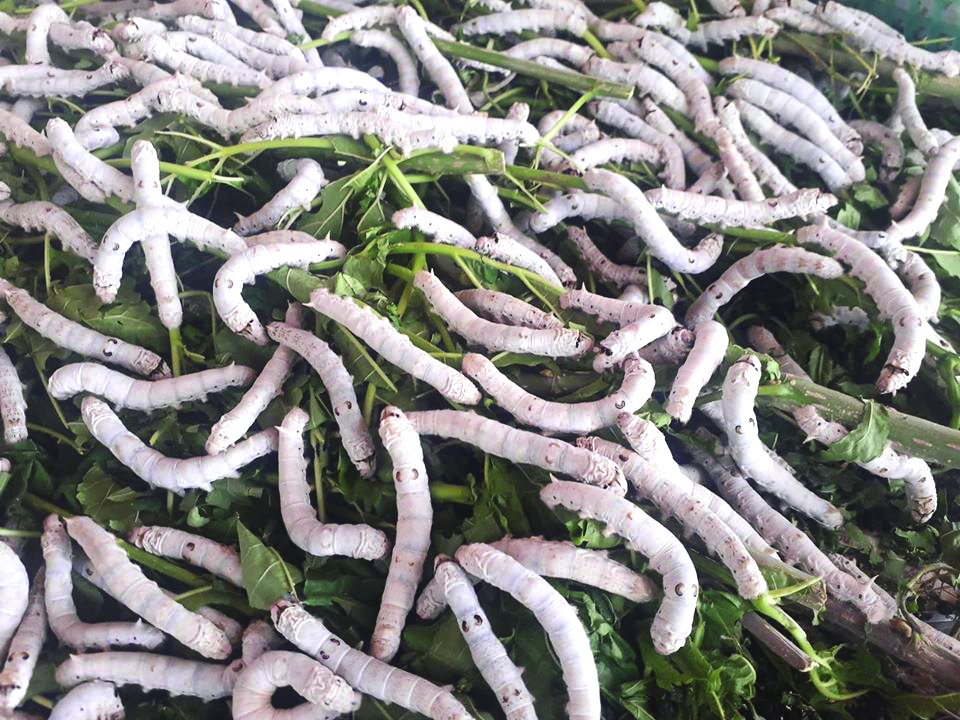 Wriggly and silky to the touch are our delicate silkworms