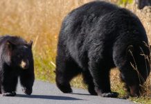 A bear and cub at Yellowstone National Park in the US, where bears have come out of hibernation earlier than usual. GETTY IMAGES