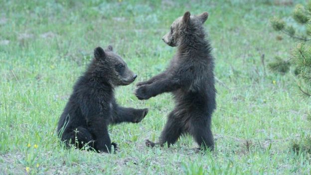 If adult bears are unable to get hold of food, some cubs may not make it through spring. GETTY IMAGES