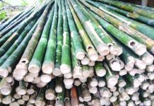 Maasin town in Iloilo is tagged as the bamboo capital of Panay due to its rich bamboo plantation. PNA