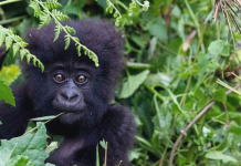 It’s not known how the virus might affect great apes like gorillas. GETTY IMAGES