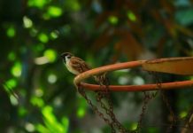 The Eurasian tree sparrow (Passer montanus) bird seen gripping on the basketball ring.