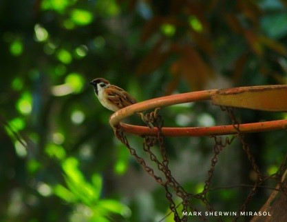 The Eurasian tree sparrow (Passer montanus) bird seen gripping on the basketball ring.