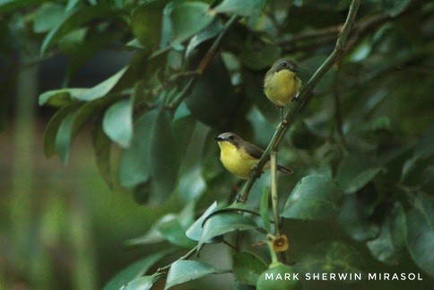 A Yellow-bellied whistler (Pachycephala philippinensis) is a species of bird endemic in the Philippines.